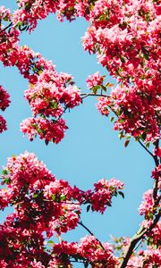 Preview wallpaper flowers, bloom, branches, sky