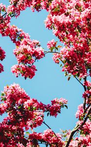 Preview wallpaper flowers, bloom, branches, sky