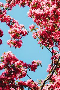 Preview wallpaper flowers, bloom, branches, sky
