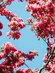Preview wallpaper flowers, bloom, branches, sky