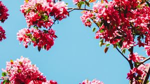Preview wallpaper flowers, bloom, branches, sky