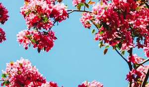 Preview wallpaper flowers, bloom, branches, sky