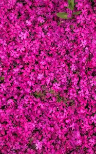 Preview wallpaper flowers, bloom, bright, multitude