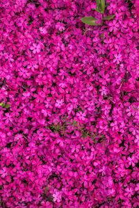 Preview wallpaper flowers, bloom, bright, multitude