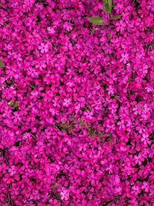 Preview wallpaper flowers, bloom, bright, multitude