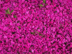 Preview wallpaper flowers, bloom, bright, multitude