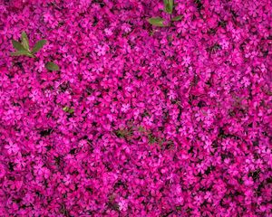 Preview wallpaper flowers, bloom, bright, multitude