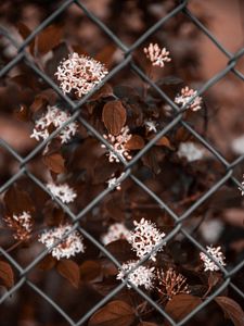 Preview wallpaper flowers, bloom, bush, mesh, metal