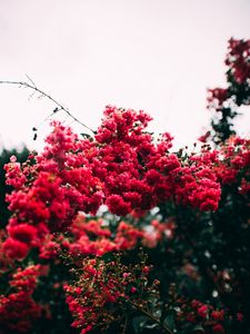Preview wallpaper flowers, bloom, bushes, pink, leaves
