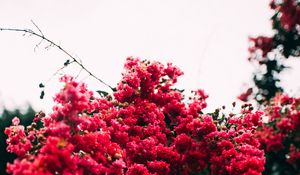 Preview wallpaper flowers, bloom, bushes, pink, leaves