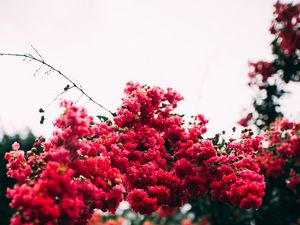 Preview wallpaper flowers, bloom, bushes, pink, leaves
