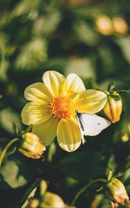 Preview wallpaper flowers, bloom, butterfly