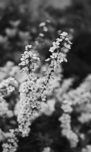 Preview wallpaper flowers, bloom, bw, branch, blur, macro, spring