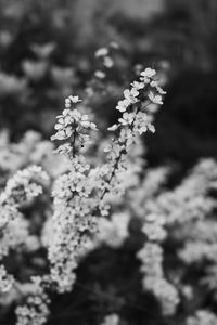 Preview wallpaper flowers, bloom, bw, branch, blur, macro, spring