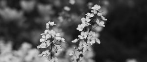 Preview wallpaper flowers, bloom, bw, branch, blur, macro, spring