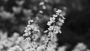 Preview wallpaper flowers, bloom, bw, branch, blur, macro, spring