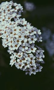 Preview wallpaper flowers, bloom, cherry, macro, white