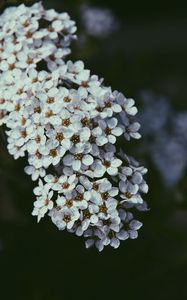 Preview wallpaper flowers, bloom, cherry, macro, white