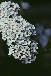 Preview wallpaper flowers, bloom, cherry, macro, white