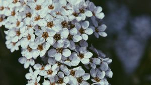 Preview wallpaper flowers, bloom, cherry, macro, white