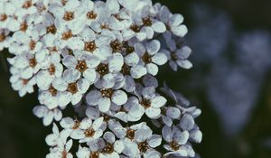 Preview wallpaper flowers, bloom, cherry, macro, white
