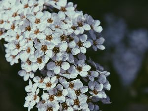 Preview wallpaper flowers, bloom, cherry, macro, white
