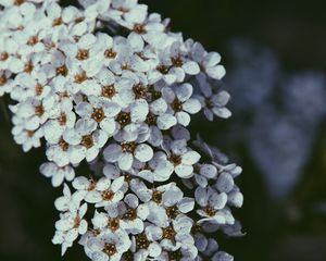 Preview wallpaper flowers, bloom, cherry, macro, white