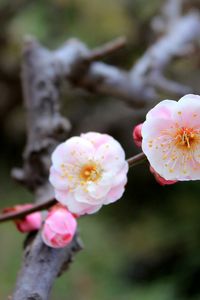 Preview wallpaper flowers, bloom, close-up