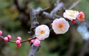 Preview wallpaper flowers, bloom, close-up