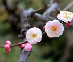 Preview wallpaper flowers, bloom, close-up