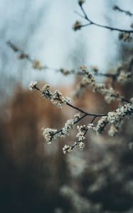 Preview wallpaper flowers, bloom, garden, spring