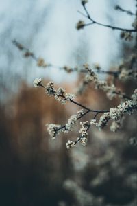 Preview wallpaper flowers, bloom, garden, spring