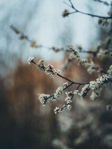 Preview wallpaper flowers, bloom, garden, spring