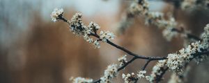 Preview wallpaper flowers, bloom, garden, spring