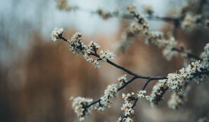 Preview wallpaper flowers, bloom, garden, spring