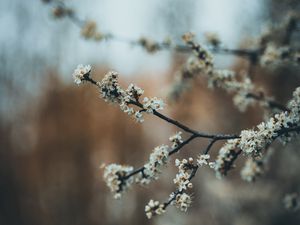 Preview wallpaper flowers, bloom, garden, spring