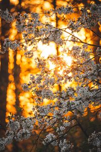 Preview wallpaper flowers, bloom, garden, branch