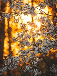 Preview wallpaper flowers, bloom, garden, branch