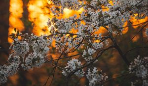 Preview wallpaper flowers, bloom, garden, branch
