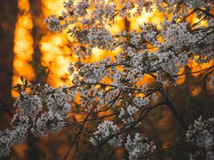 Preview wallpaper flowers, bloom, garden, branch