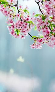 Preview wallpaper flowers, bloom, garden, apple tree