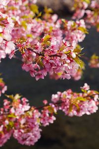 Preview wallpaper flowers, bloom, garden, pink