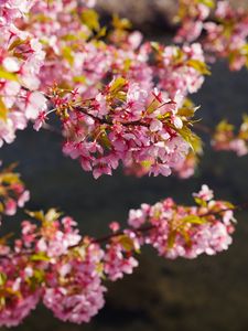 Preview wallpaper flowers, bloom, garden, pink