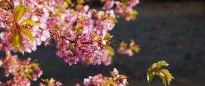 Preview wallpaper flowers, bloom, garden, pink