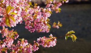 Preview wallpaper flowers, bloom, garden, pink