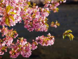 Preview wallpaper flowers, bloom, garden, pink