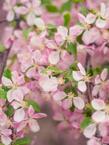 Preview wallpaper flowers, bloom, garden, branch, petals