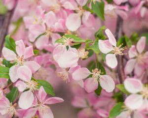 Preview wallpaper flowers, bloom, garden, branch, petals