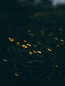 Preview wallpaper flowers, bloom, grass, yellow