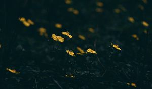 Preview wallpaper flowers, bloom, grass, yellow